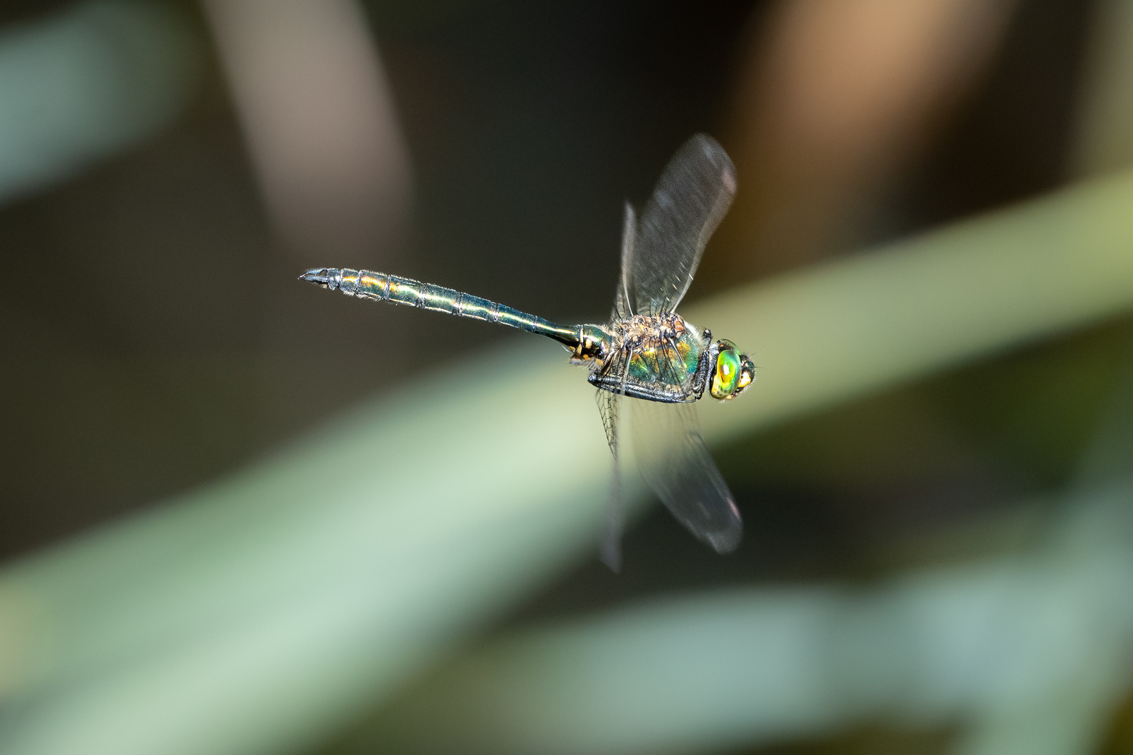 Faszinierende Natur (II)