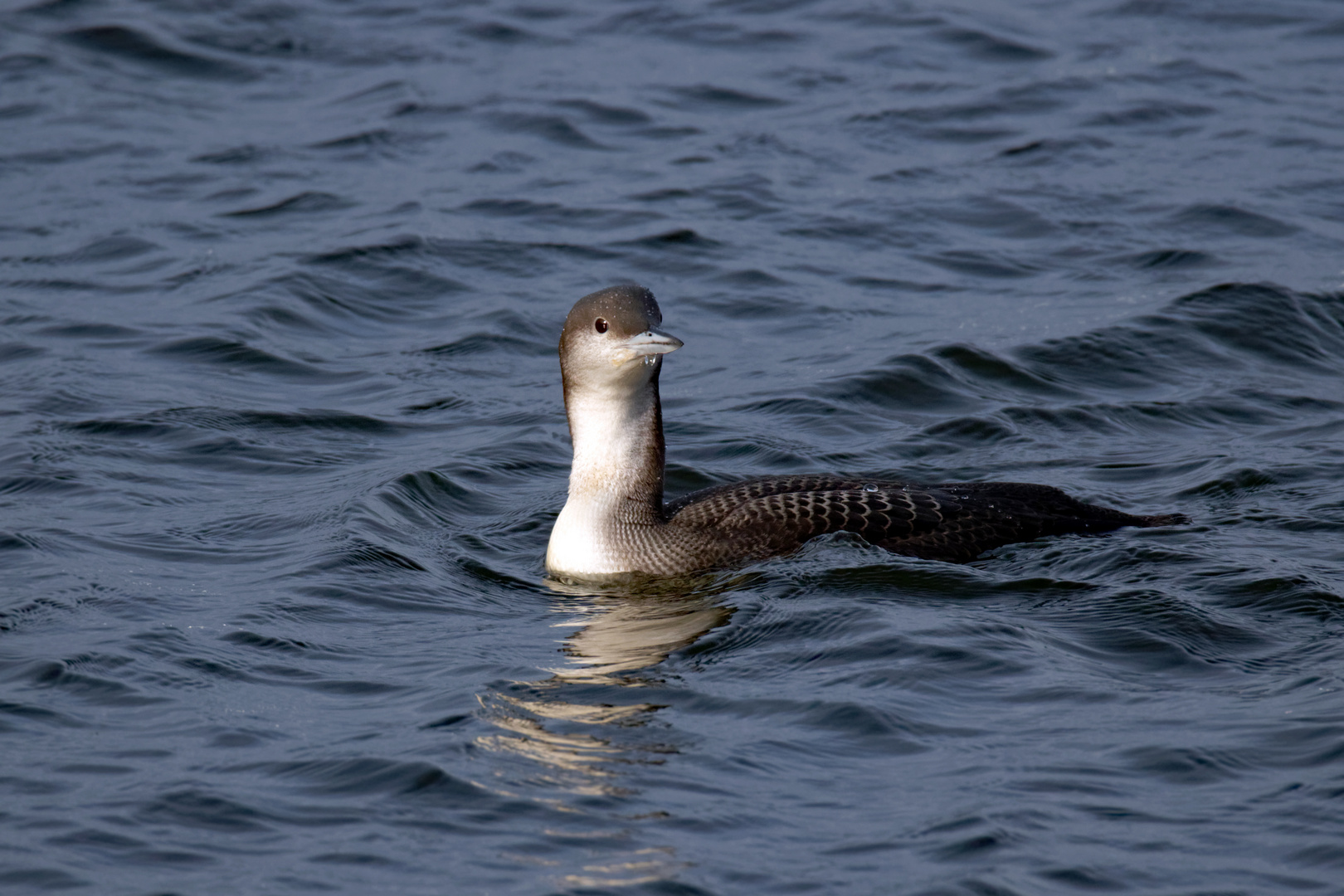 Faszinierende Prachttaucher (Gavia arctica)