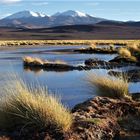 Faszinierende Puna de Atacama