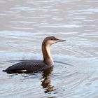 Faszinierende Rarität:  Prachttaucher (Gavia arctica)