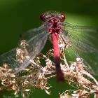 Faszinierende rote Augen ....