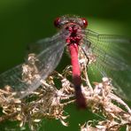 Faszinierende rote Augen ....