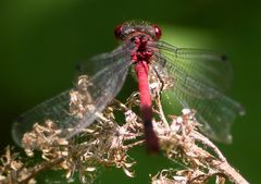 Faszinierende rote Augen ....