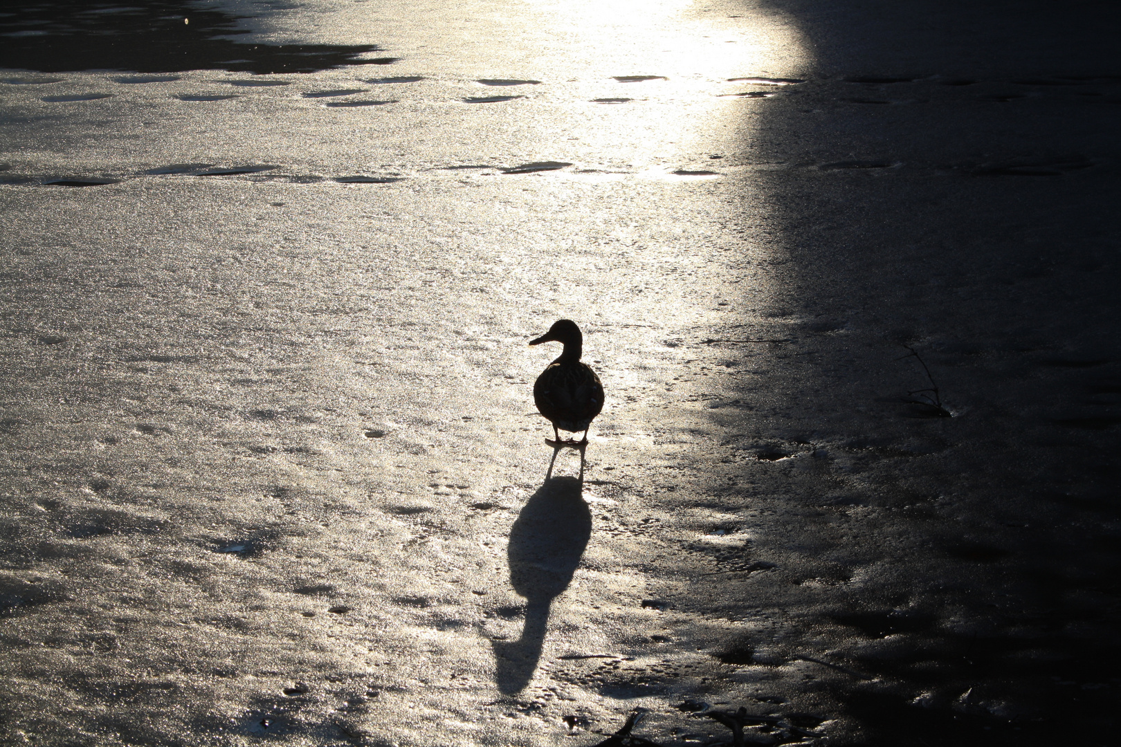 Faszinierende Schatten