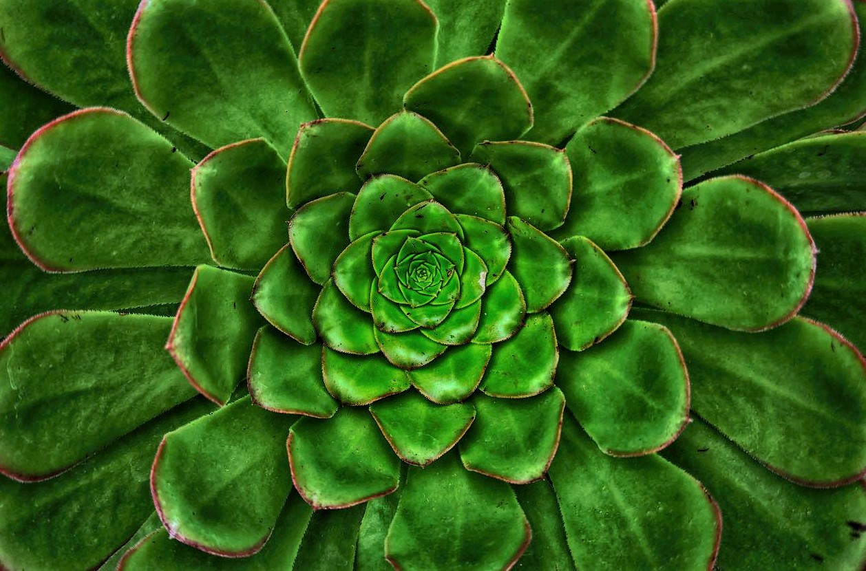 Faszinierende Strukturen der Natur Foto &amp; Bild | pflanzen, pilze ...