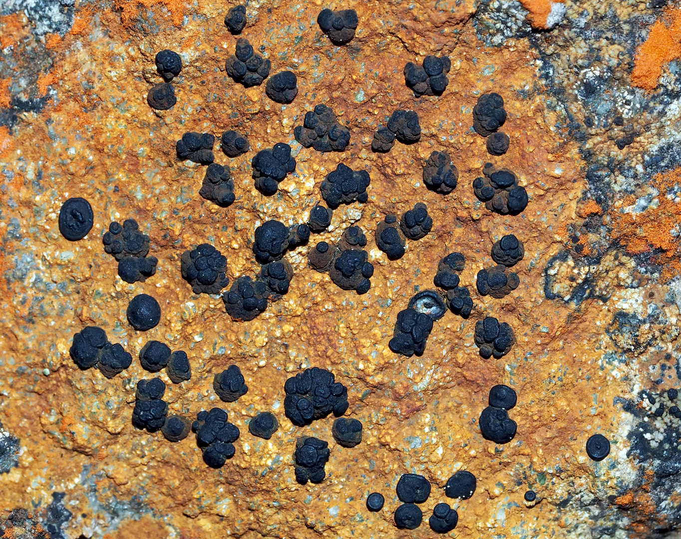 Faszinierende Strukturen und Farben! - Les lichens me fascinent par leur diversité!