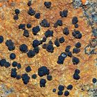 Faszinierende Strukturen und Farben! - Les lichens me fascinent par leur diversité!