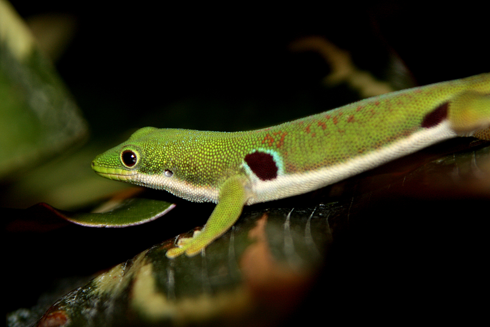 Faszinierende Taggeckos