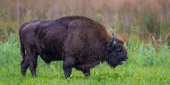 Faszinierende Tiere: Wisente