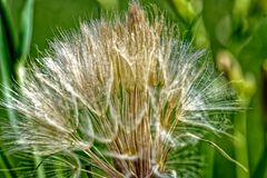 ... faszinierende Unkraut?blüte ...