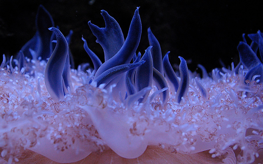 faszinierende Unterwasserwelt