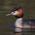 Faszinierende Wasserbewohner