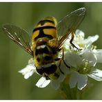 Faszinierende Welt der Schwebfliegen-Die Totenkopffliege