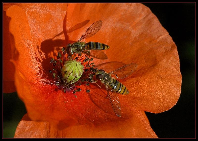 Faszinierende Welt der Schwebfliegen-Die Winterschwebfliege