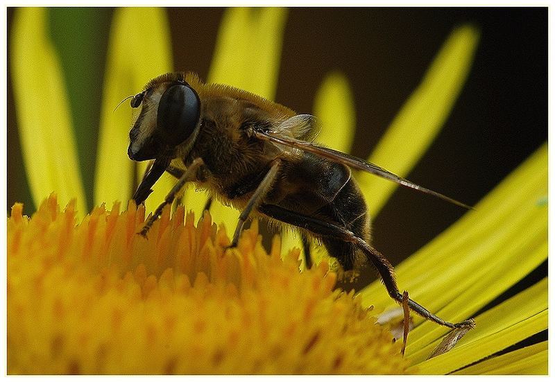 Faszinierende Welt der Schwebfliegen-Mistbiene