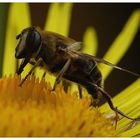 Faszinierende Welt der Schwebfliegen-Mistbiene