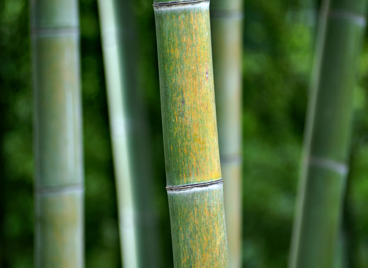 Faszinierender Bambus