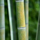 Faszinierender Bambus