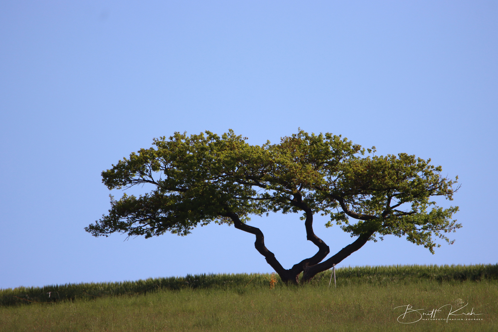 Faszinierender Baum