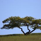 Faszinierender Baum