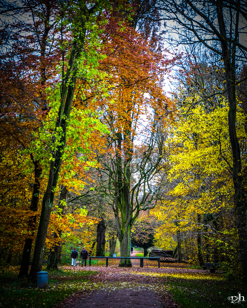 Faszinierender Baum ....