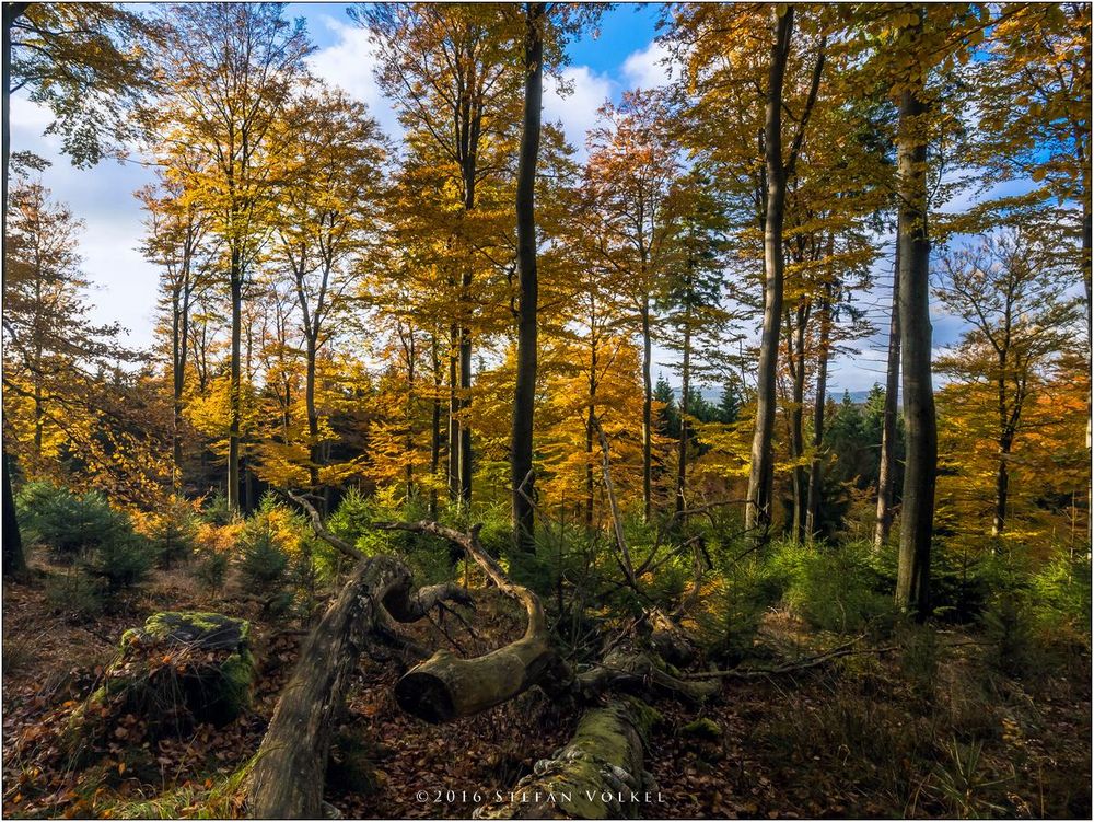 Faszinierender Buchenwald