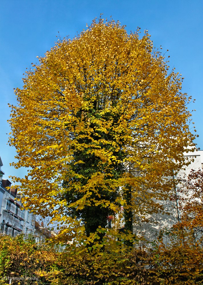 faszinierender Herbst