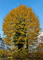 faszinierender Herbst