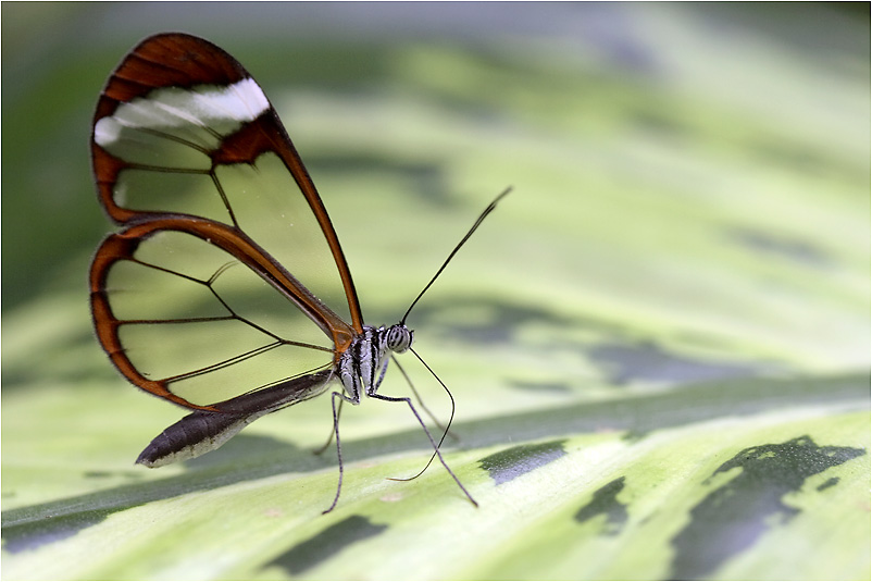 faszinierender Schmetterling