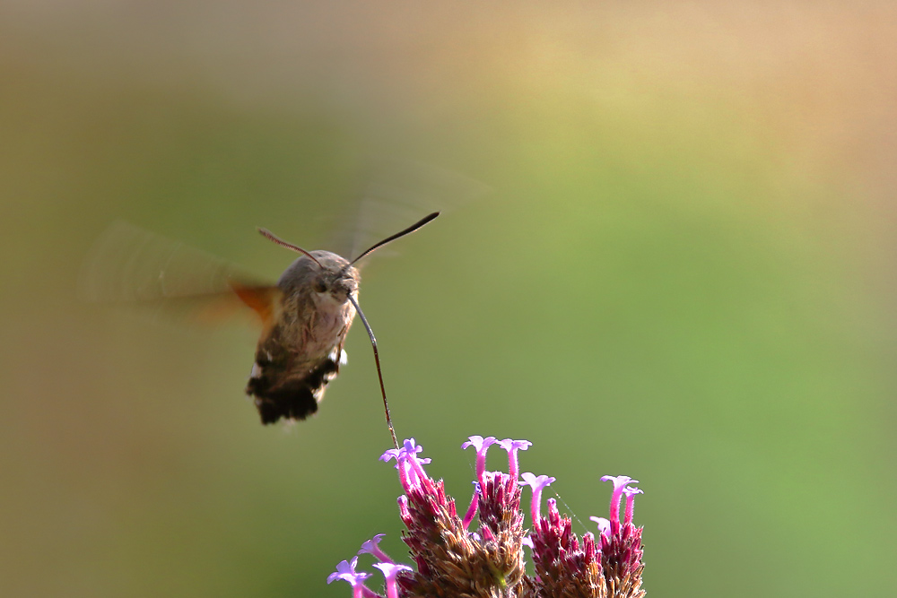 faszinierender "Schwebeflug"