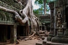 Faszinierender Ta Prohm Tempel, Kambodscha 2012