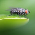 Faszinierendes Fliegenauge