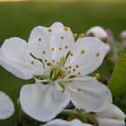 Faszinierendes Innenleben einer Obstblüte