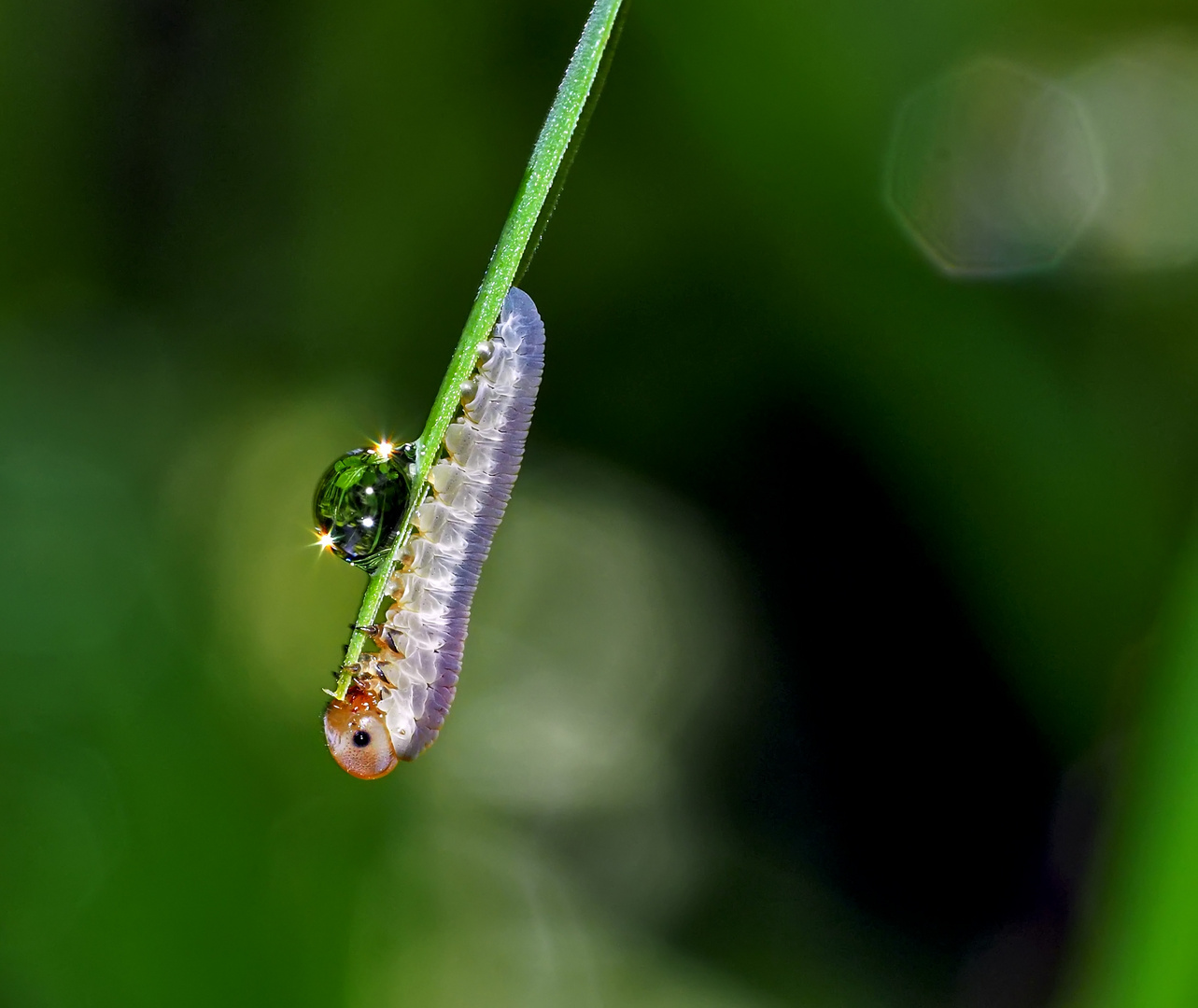 Faszinierendes Natur-Kunstwerk von einer winzigen Larve einer Blattwespe! 1. Foto. *  