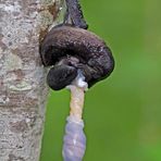 Faszinierendes Paarungsspiel bei den Schwarzen Wegschnecken (Arion ater)