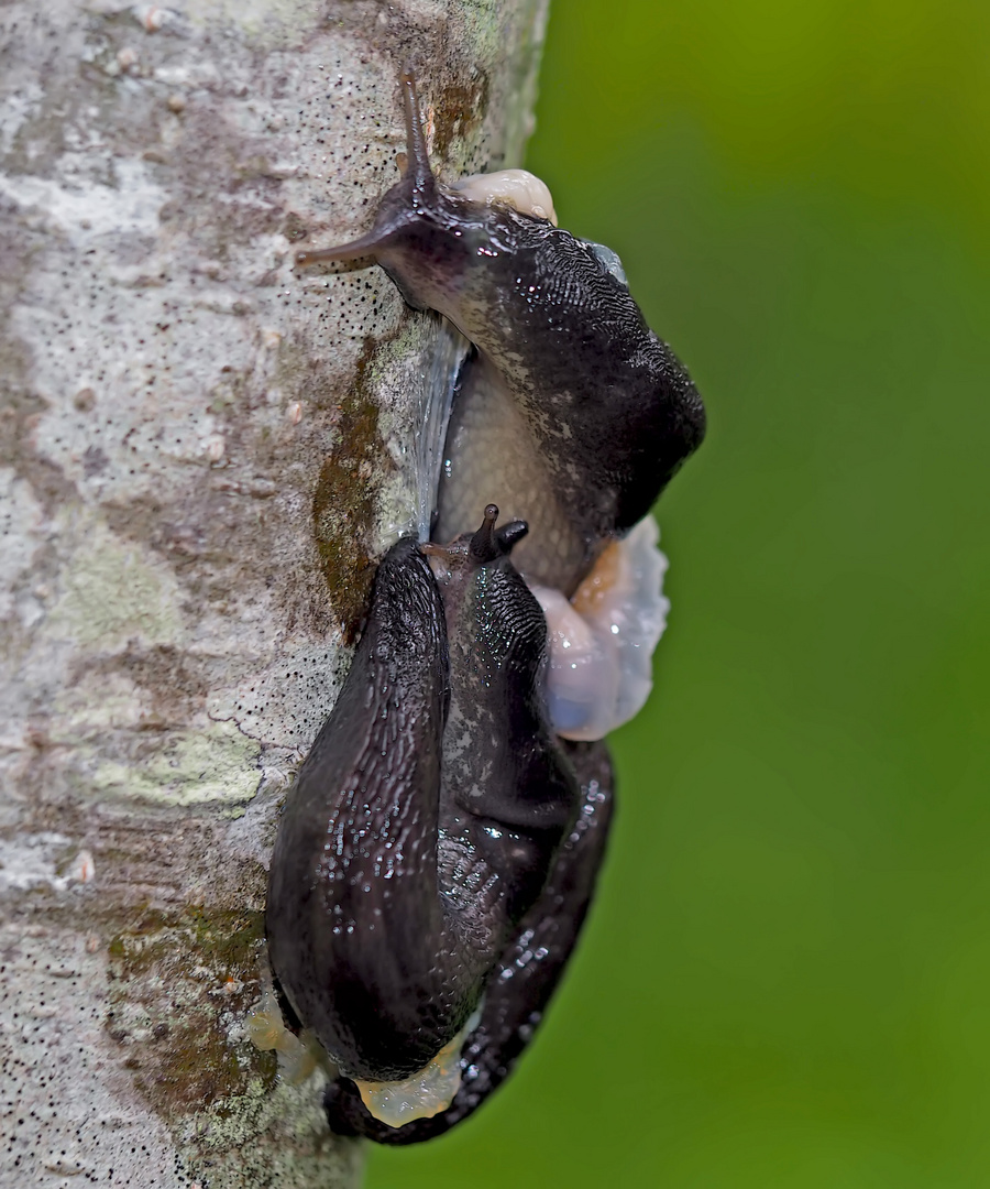 Faszinierendes Paarungsspiel bei den Schwarzen Wegschnecken (Arion ater)