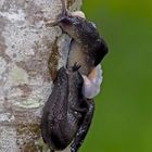 Faszinierendes Paarungsspiel bei den Schwarzen Wegschnecken (Arion ater)