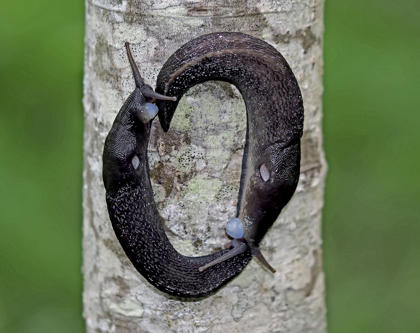 Faszinierendes Paarungsspiel bei den Schwarzen Wegschnecken (Arion ater), Foto 1 von 4.