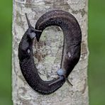 Faszinierendes Paarungsspiel bei den Schwarzen Wegschnecken (Arion ater), Foto 1 von 4.