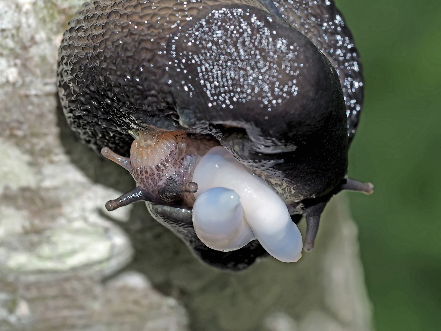 Faszinierendes Paarungsspiel bei den Schwarzen Wegschnecken (Arion ater), Foto 2 von 4.