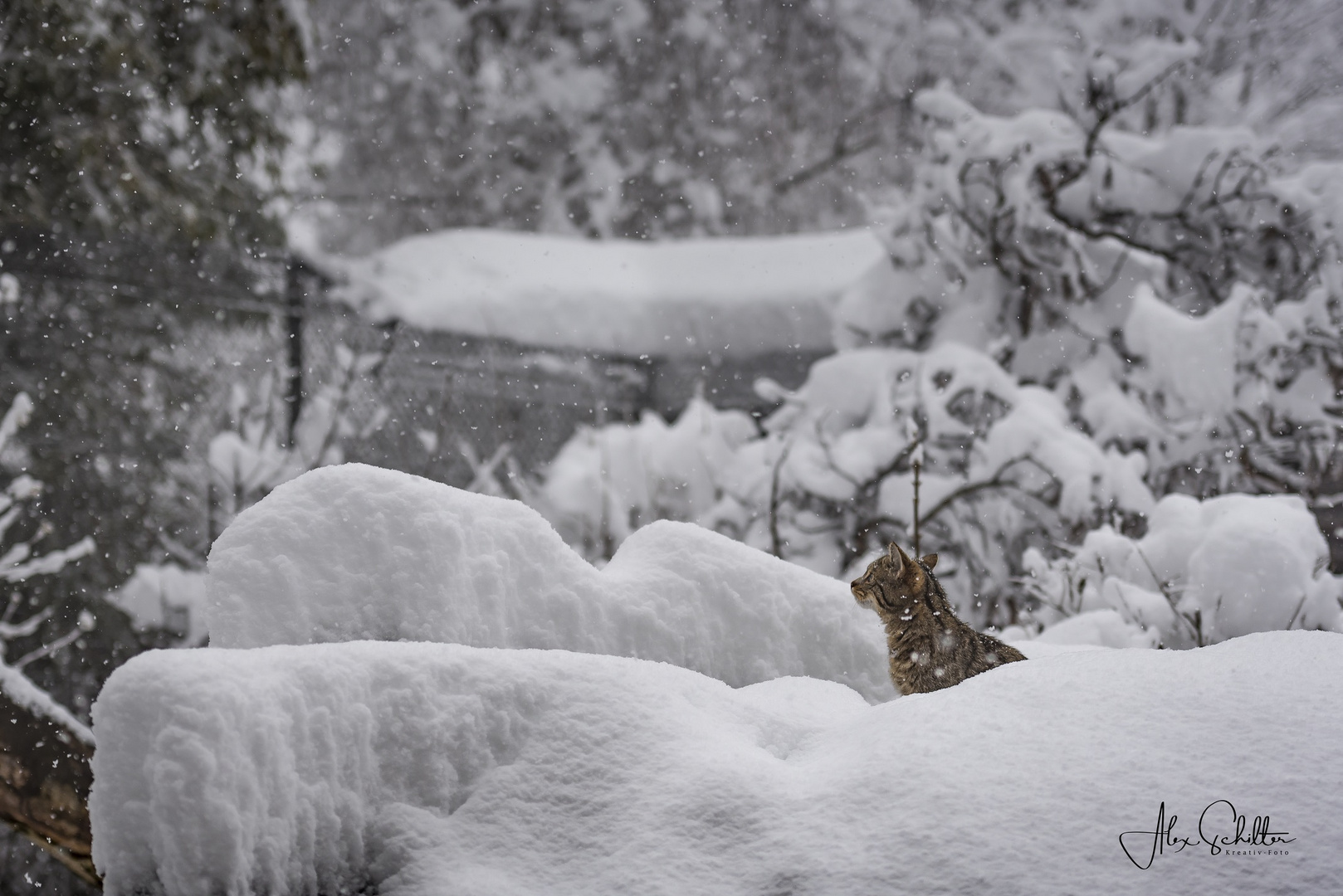 "...fasziniert... Der erste Schnee..."