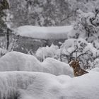 "...fasziniert... Der erste Schnee..."