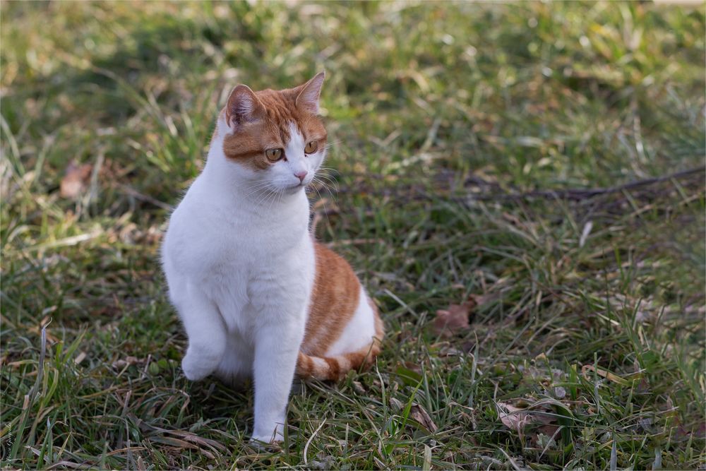 Fasziniert ist diese Katze ...