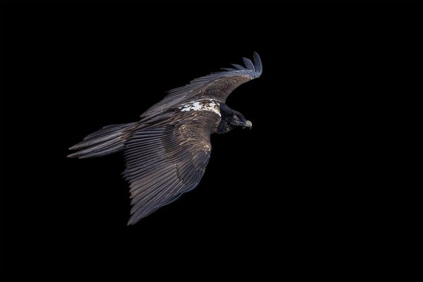 "Faszinirend........"