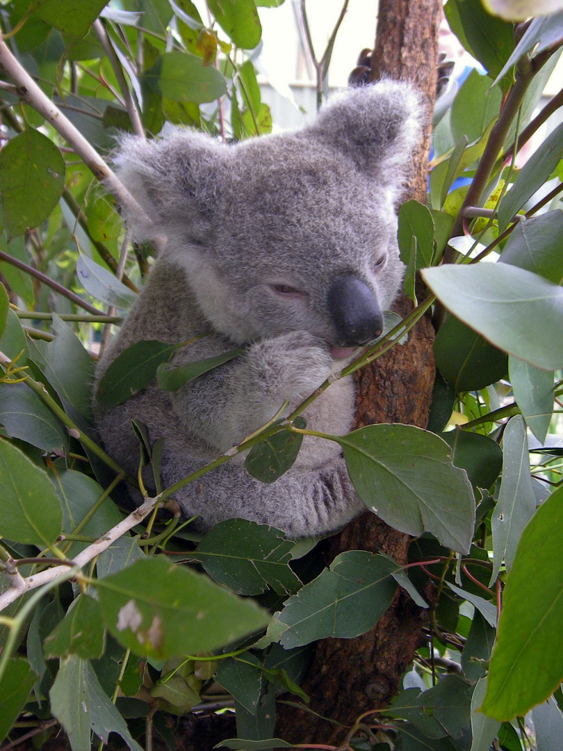Fasznination Natur: Koalababy
