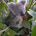 Fasznination Natur: Koalababy