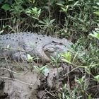 "Fat Albert" - Saltwater crocodile in Queensland, Australia