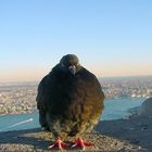 fat bird am empire state building