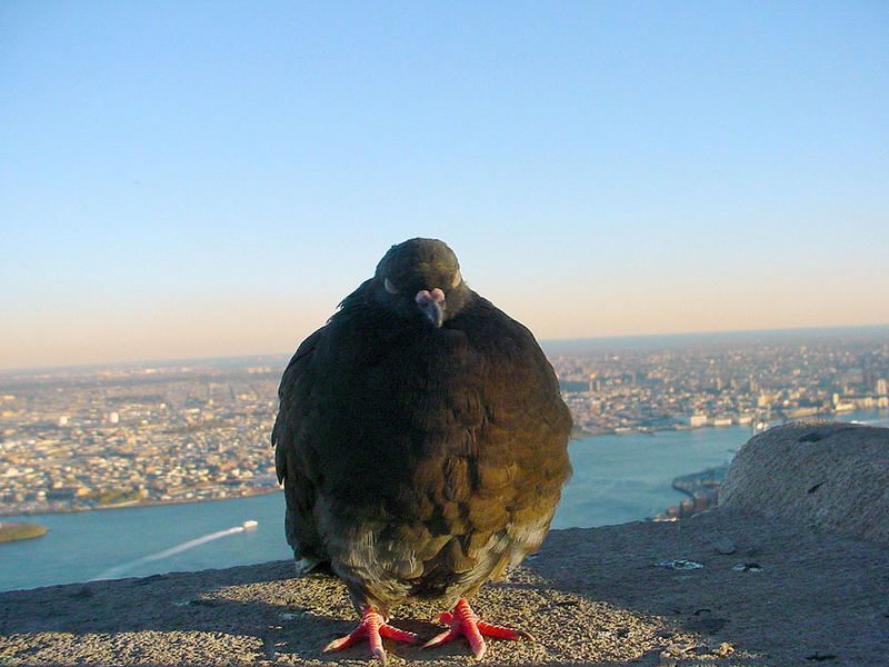 fat bird am empire state building