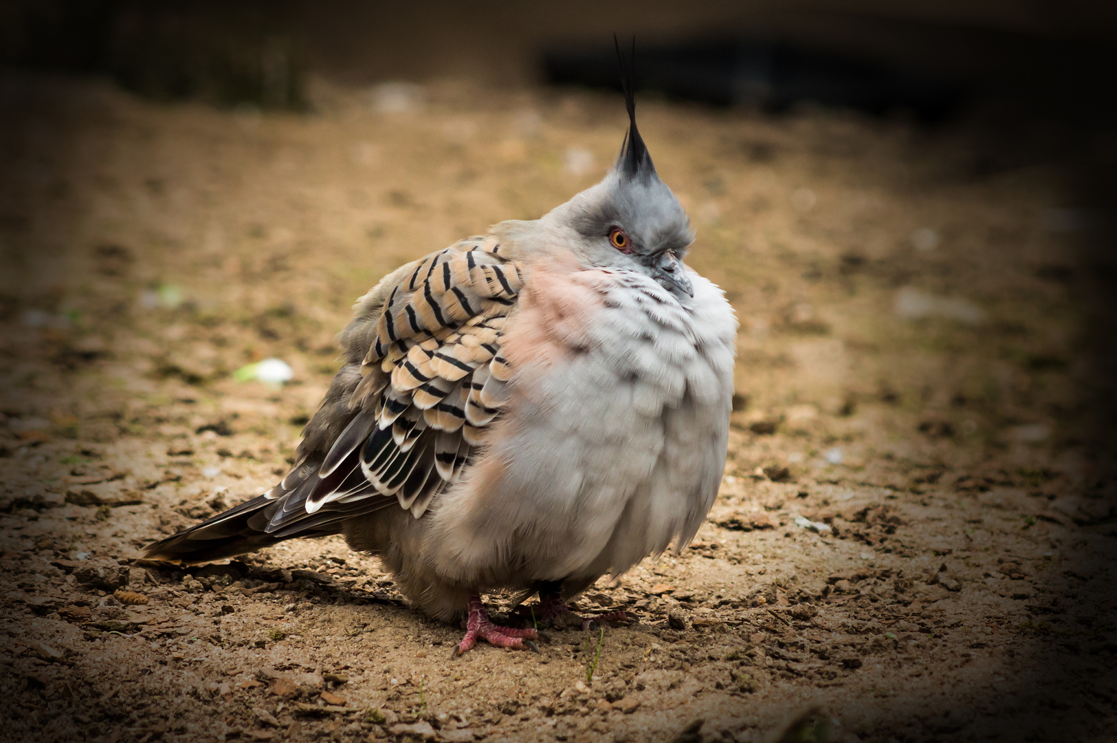 Fat cute bird Foto & Bild tiere, tierdetails, cute bird Bilder auf